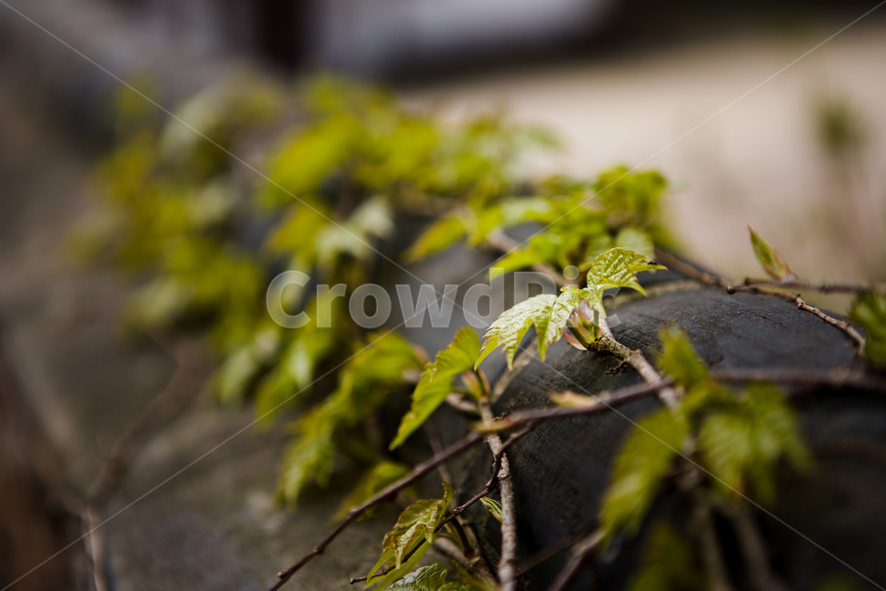 넝쿨,식물,담쟁이,담장,자연,분위기,nature,감성,식물,자연,plants,nature