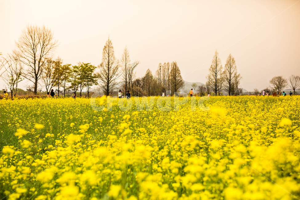 유채꽃,노란꽃,한국,유채꽃밭,꽃,봄,계절,spring,season,자연,풍경,nature,landscape,grassland,목초지,outdoors,옥외,field,들,farm,농장,rural,농촌