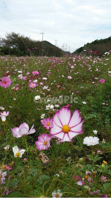 코스모스,꽃,들판,가을,들녘,cosmos,flower,자연,식물