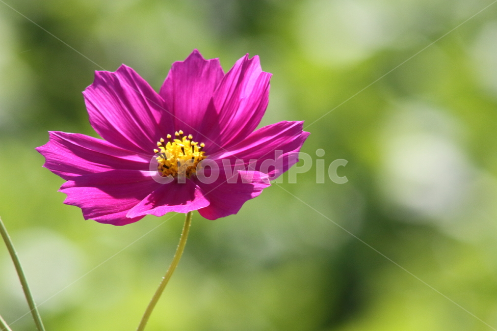 코스모스,꽃,식물,가을꽃,cosmos,가을,계절,fall,autumn,season,식물,자연,plants,nature,꽃,flower,plant