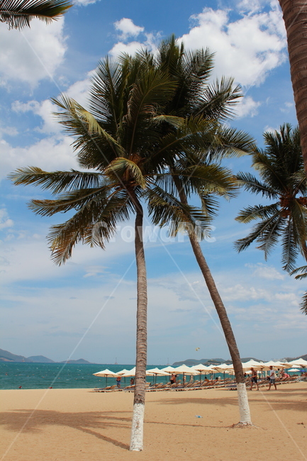 야자수,동남아,코코넛,식물,베트남,palmtree,plants,해변,바다,beach,sea,나무,trees,wood