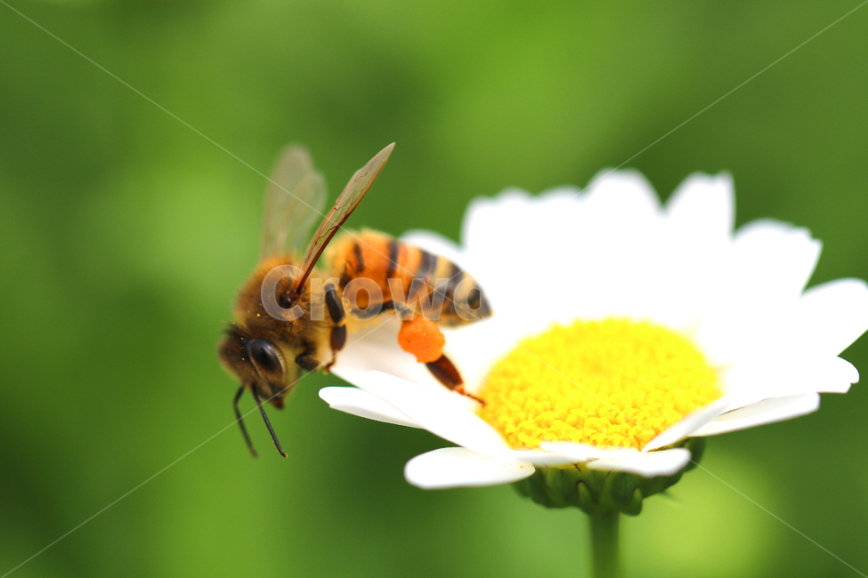 식물,꽃,동물,벌레,벌,자연,식물,자연,plants,nature,꽃,flower,동물,animal,곤충,벌레,insect,bug