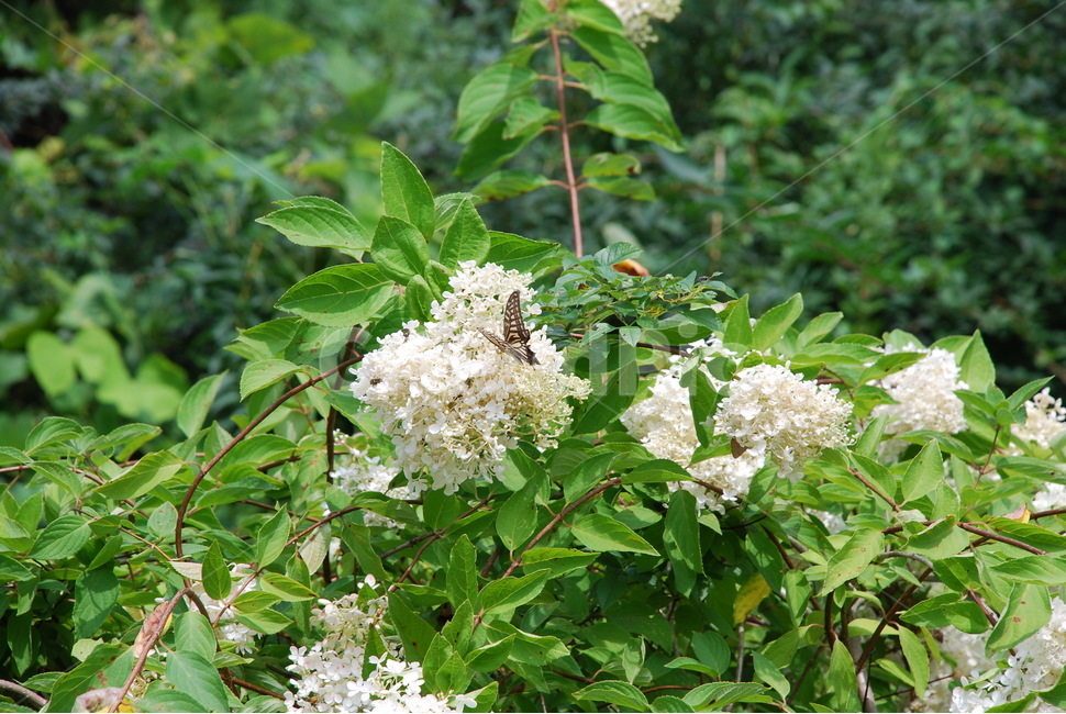 나무수국,산제비나비,나비,호랑나비,수국,식물,자연,plants,nature,꽃,flower,동물,animal,곤충,벌레,insect,bug