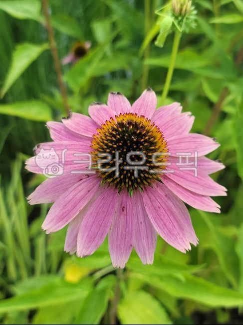 꽃,flowers,자연,한송이,꽃잎