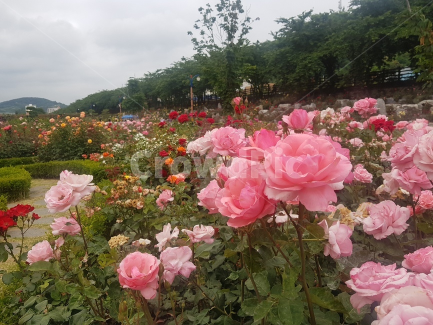 장미,장미꽃,rose,꽃밭,flowers,싱그러움,알록달록,만개,꽃봉오리
