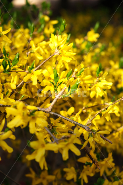 beautiful,bloom,blooming,closeup,color,colorful,flowerbackground,forsythia,garden,green,leaf,nature,season,spring,yellowflower,봄꽃,개나리,개나리배경,식물,자연,plants,nature,꽃,flower