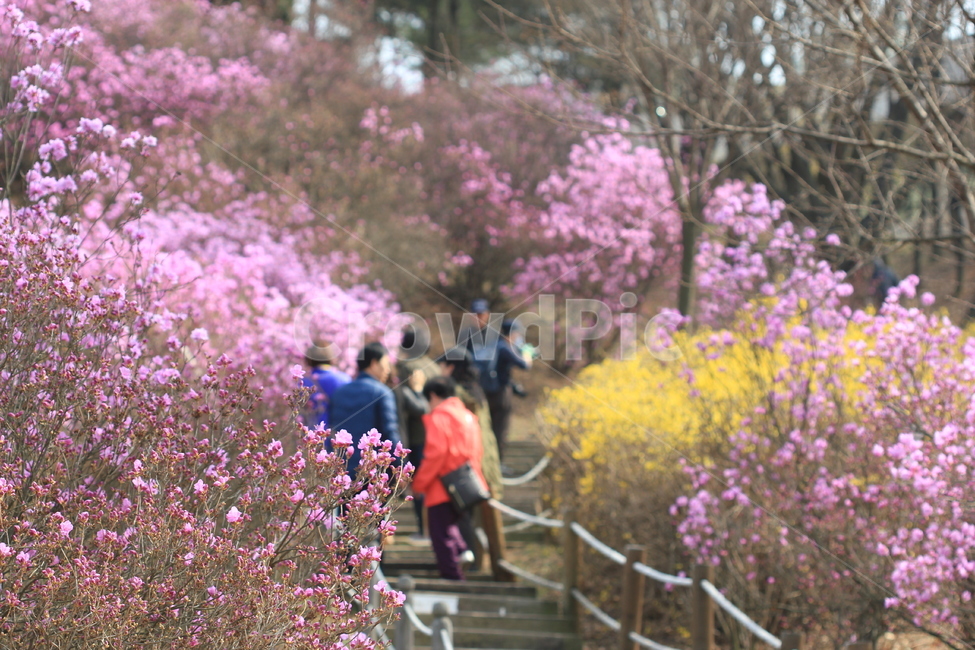 꽃,봄,진달래,분홍,flower,spring,pink,봄,계절,spring,season,식물,자연,plants,nature,꽃,flower,사람들,대중,군중,other people,crowd,outdoors,옥외