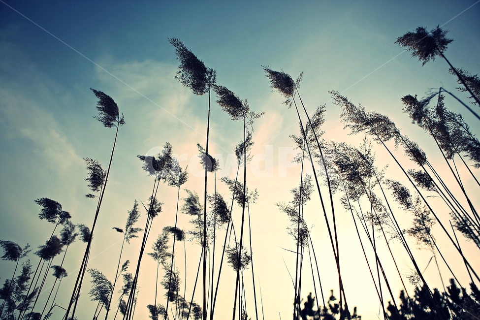 갈대,식물,자연,풍경,배경,풍광,하늘,가을,계절,fall,autumn,season,자연,풍경,nature,landscape,grass,잔디,plant,lawn,reed
