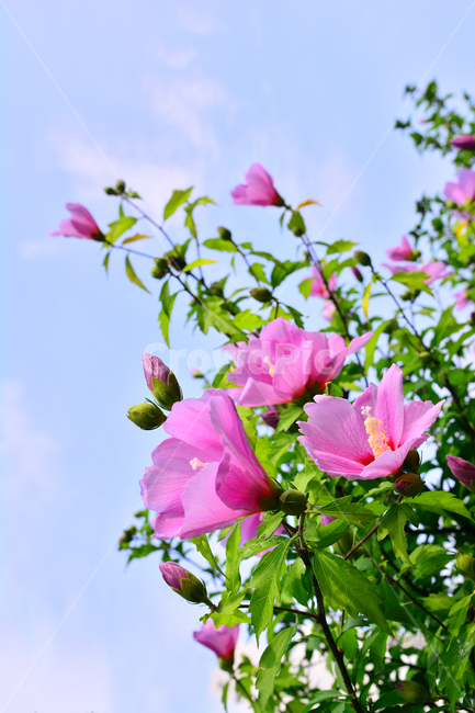 무궁화,나라꽃,꽃,우리꽃,국화,분홍색,핑크색,배경,바탕,백그라운드,flowers,korean,mugunghwa,roseofsharon,hibiscus,식물,나무꽃,아름다움,꽃송이,꽃잎,잎사귀,우리나라꽃,nationalflower,background,plant,blossom,한국적