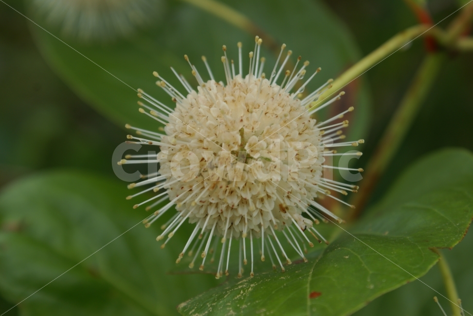열매,꽃,환희,결실,사랑,식물,자연,plants,nature,꽃,flower