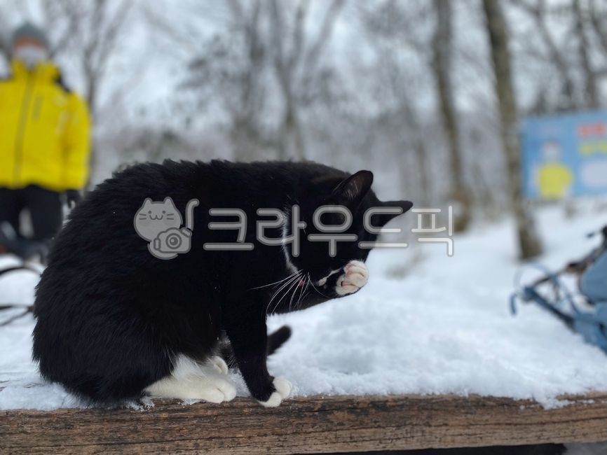 black cat,mountain cat,cat,animal,eyes