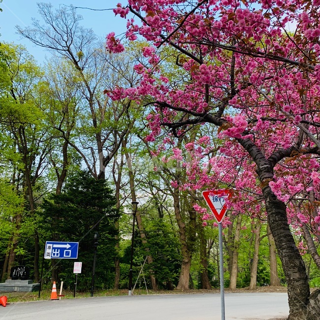 자연,nature,벚꽃,cherryblossom,blossom,꽃,플라워,flower,plant,식물,공원,park,나무,tree,식물,자연,plants,nature,꽃,flower,나무,trees,wood