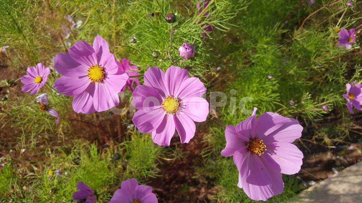 가을,코스모스,꽃,가을꽃,핑크색,가을,계절,fall,autumn,season,식물,자연,plants,nature,꽃,flower,geranium,제라늄,blossom,plant