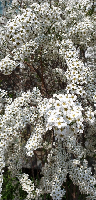 plant,식물,flower,blossom,꽃,조팝나무,하얀꽃,봄소식