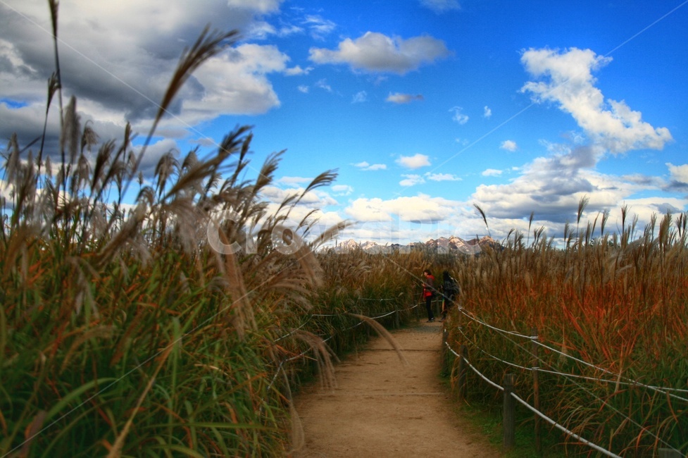 가을,하늘,하늘공원,억새,억새축제,파란하늘,구름,풍경,가을,계절,fall,autumn,season,자연,풍경,nature,landscape,grass,잔디,plant,식물
