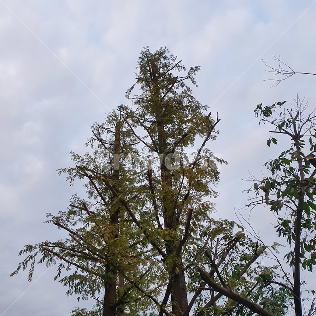 plant,식물,tree,나무,fir,전나무,겨울,식물,자연,plants,nature,나무,trees,wood