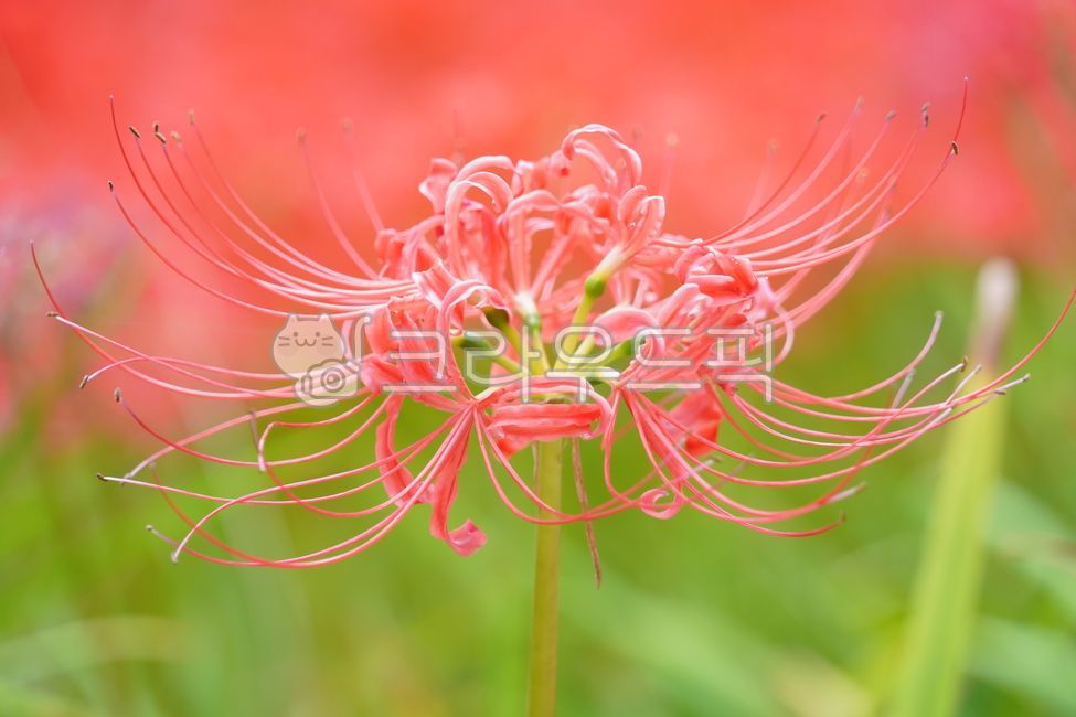 splendor,color,A bunch of flowers,Complementary color contrast,background,autumn,summer,flower,Seoksan