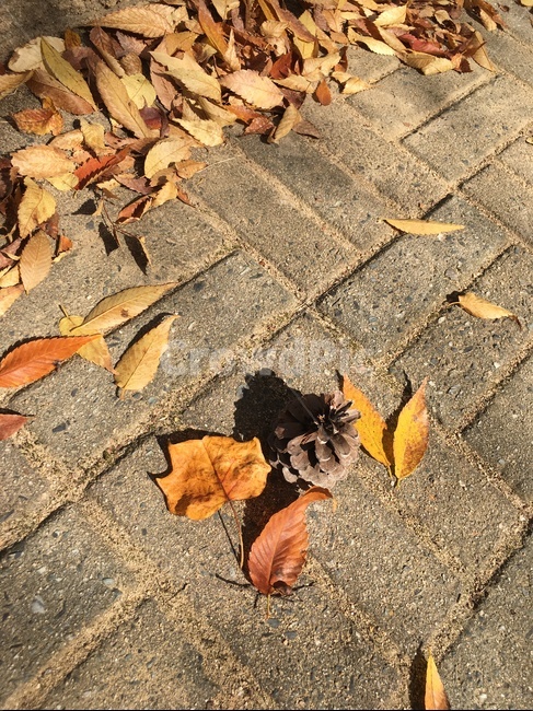 잎,보도,가을,낙엽,솔방울,fall,leaf,fallenleaves,cone,가을,계절,fall,autumn,season,식물,자연,plants,nature