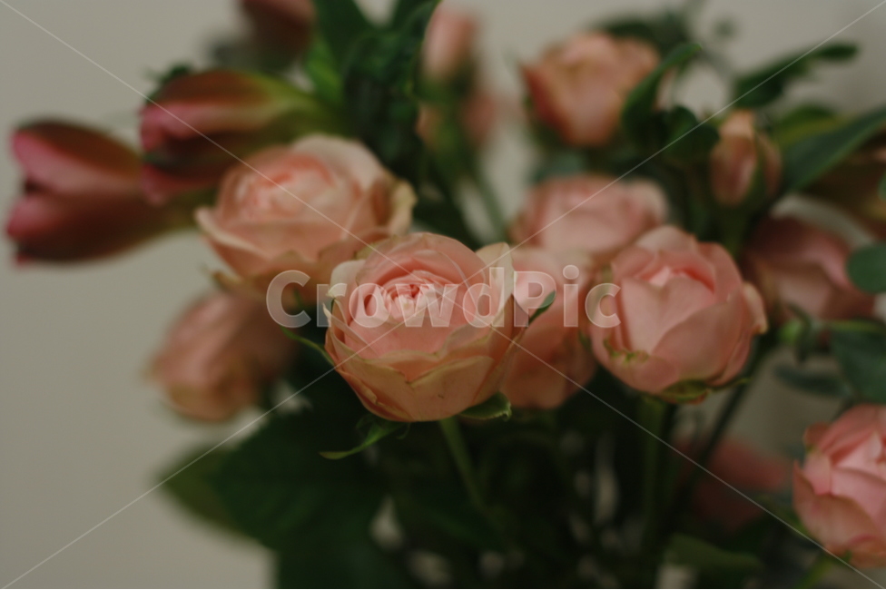 꽃,장미,분홍색,식물,꽃다발,식물,자연,plants,nature,꽃,flower,실내용화초,화분,화초,house plant,기념일,축하,anniversary,congratulation,celebrate,celebration,인테리어,실내디자인,interior design