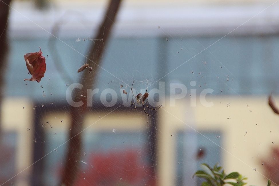 자연,거미,거미줄,곤충,먹이사슬,나뭇잎,식물,먹이,spider,nature,spiderweb,insect,애벌레,감성사진,스냅사진,배경화면,background,동물,animal,곤충,벌레,insect,bug