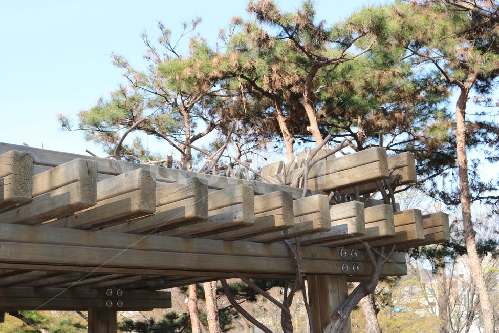 나무,쉼터,그늘,그림자,소나무,tree,shade,shadow,건축물,건물외관,exterior,building,structure,architecture,construction