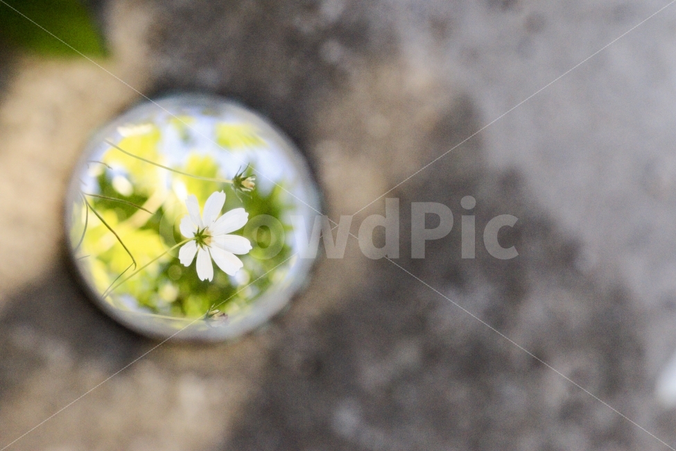 가을,거울,코스모스,꽃,flower,mirror,풍경,계절,식물,자연,plants,nature,감성,sensible,feeling,가을,계절,fall,autumn,season,꽃,flower,plant