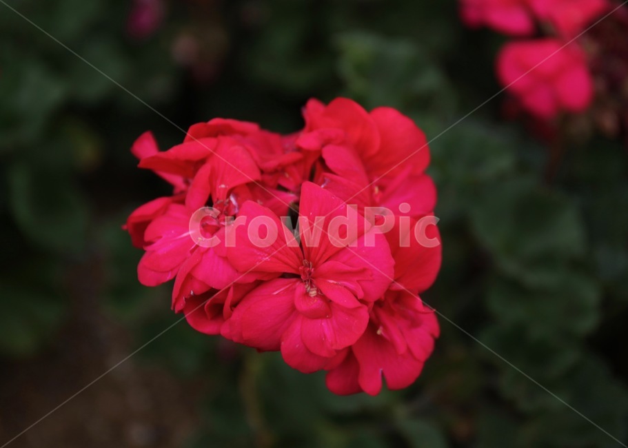 꽃,화훼,플라워,flower,flowergarden