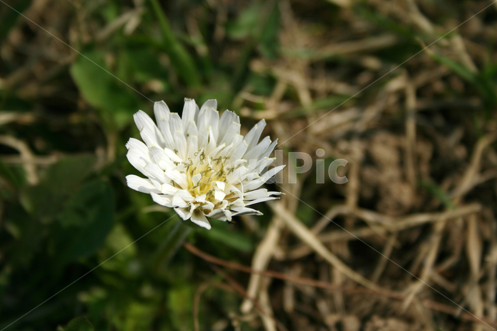 하얀민들레,흰민들레,민들레,봄,봄날,봄풍경,감성,spring,flower,공원,풍경,식물,새싹,잎,초록,꽃,하얀,흰색,white,봄,계절,spring,season,식물,자연,plants,nature,꽃,flower,plant