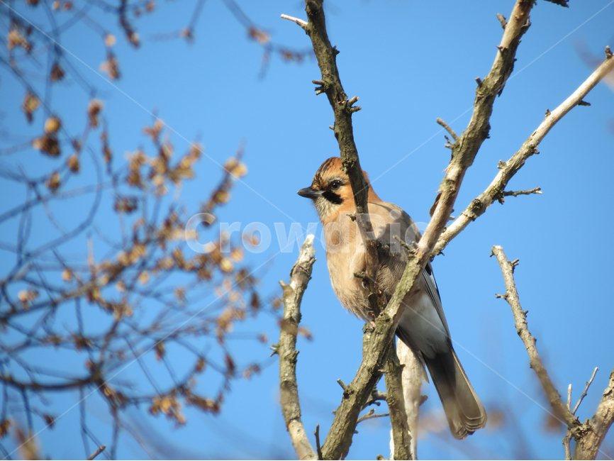 한국의새,새,나무,겨울,나무가지,나뭇가지,bird,나무위의새,나무와새,겨울새,하늘,파랑,블루,가지,초롱초롱,겨울,계절,winter,season,동물,animal,조류,새,birds