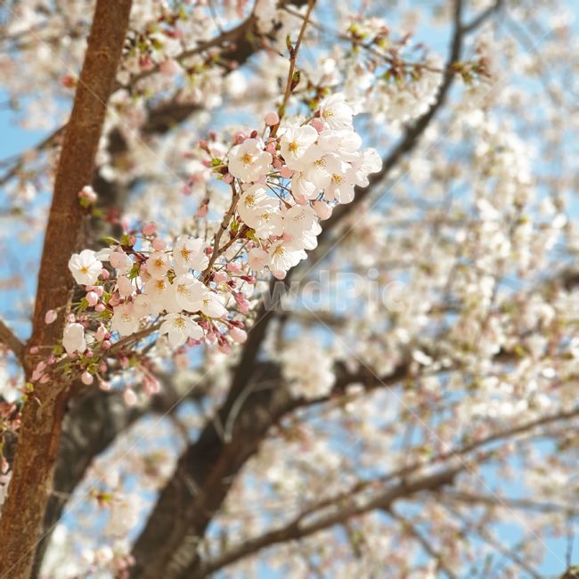 벚꽃,봄,꽃,벚나무,벚꽃나무,식물,꽃나무,감성,풍경,자연,flower,cherryblossom,plant,tree,pink,sky,healing,nature,spring,sensible,분홍,분홍색,개화,봄꽃,만개,만발,벚꽃축제,3월,따뜻한,하늘