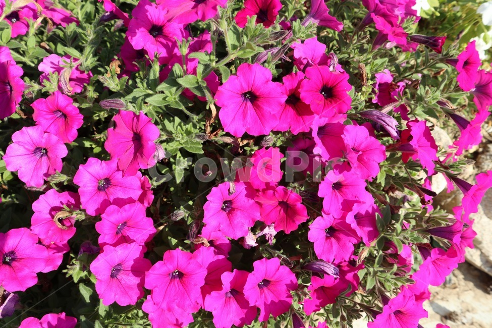 flower,꽃,plant,식물,blossom,식물,자연,plants,nature,꽃,flower