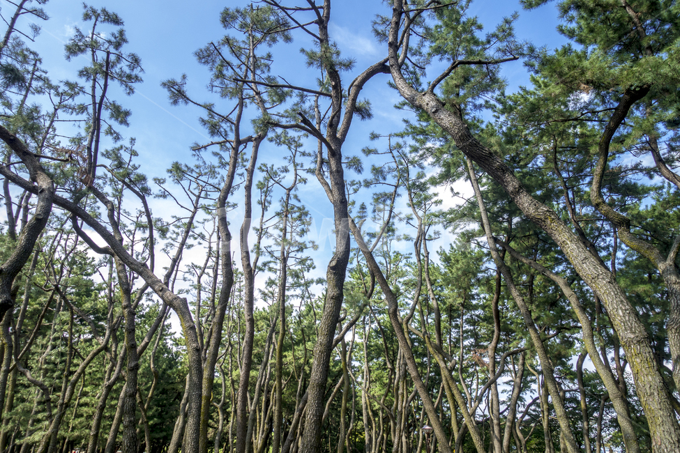 경주,대릉원,소나무,나무,하늘,tree,식물,자연,풍경,nature,landscape,plant