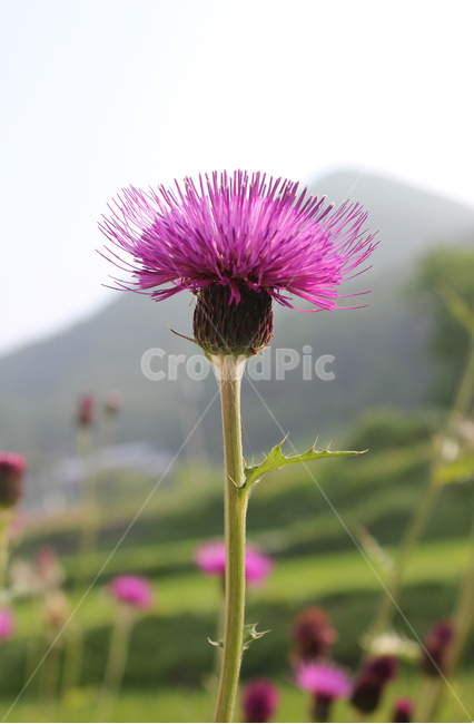 closeup,colorful,flower,garden,green,macro,natural,nature,pink,plant,purple,singleflower,spined japanese thistle,thistle,violet,엉겅퀴,클로즈업,꽃,생화,식물,그린,녹색,정원,공원,핑크,분홍색,퍼플,보라색,꽃송이,한송이,자연,자주색,식물,자연,plants,nature,꽃,flower