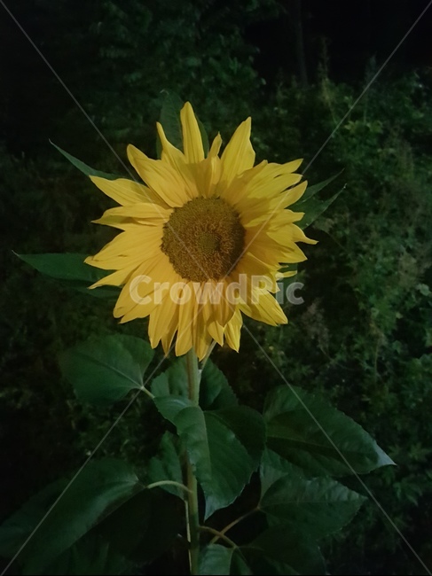 해바라기,식물,꽅,노란꽃,야간해바라기,식물,자연,plants,nature,꽃,flower