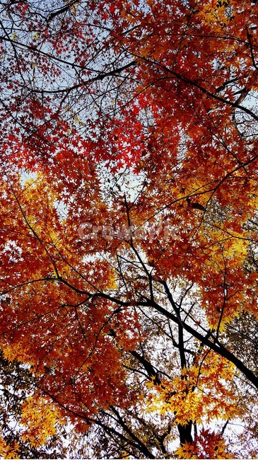 가을,단풍,내장산,fall,autumn,season,maple,잎,leaf,식물,plant,나무,tree,계절,자연,하늘,sky,colorful,가을,계절,fall,autumn,season,나무,trees,wood