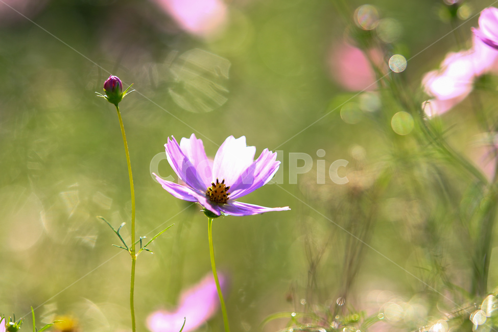 식물,코스모스,가을,분홍색,햇빛,가을,계절,fall,autumn,season,식물,자연,plants,nature,꽃,flower,plant