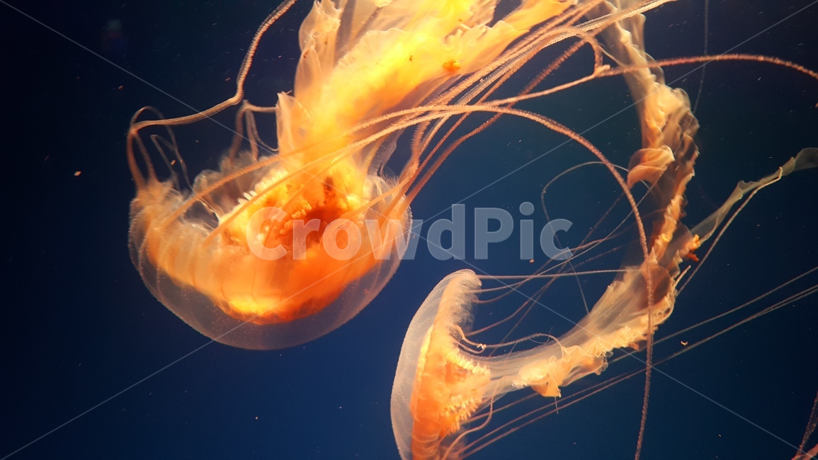 jellyfish,붉은쐐기해파리,해파리,강장동물,아쿠아리움,동물,animal