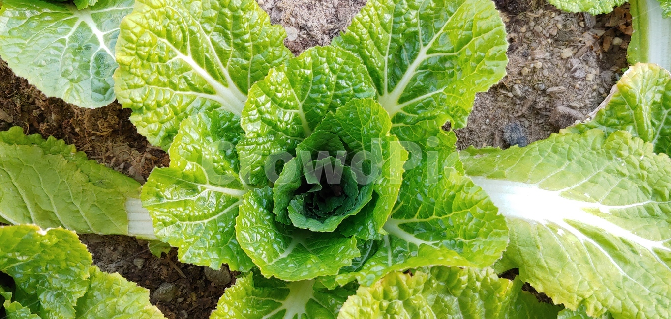 plant,식물,vegetable,야채,cabbage,양배추,food,음식,배추,밭,농사,초록,마른,생명,채소,야채,vegetables,농업,농사,agriculture,farming,farming industry