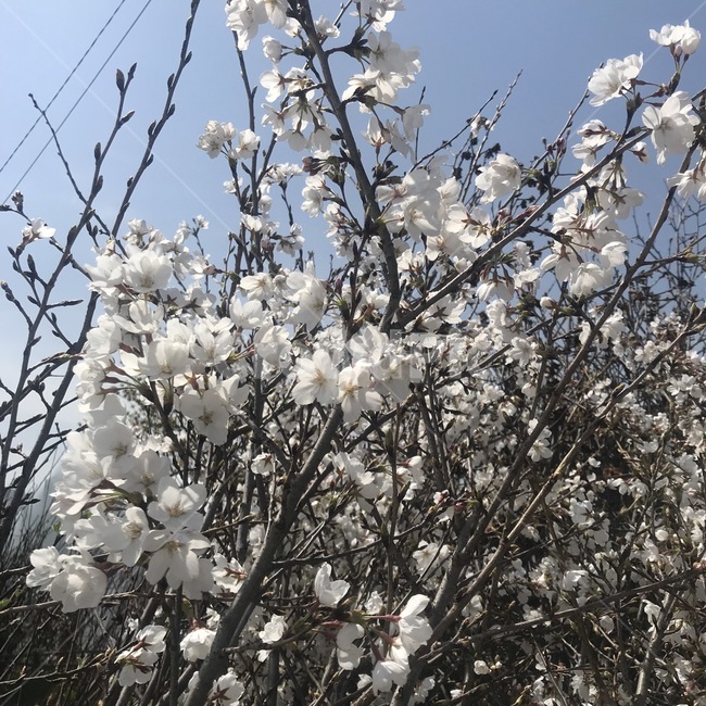 복숭아꽃,벚꽃,배꽃,앵두꽃,plant,식물
