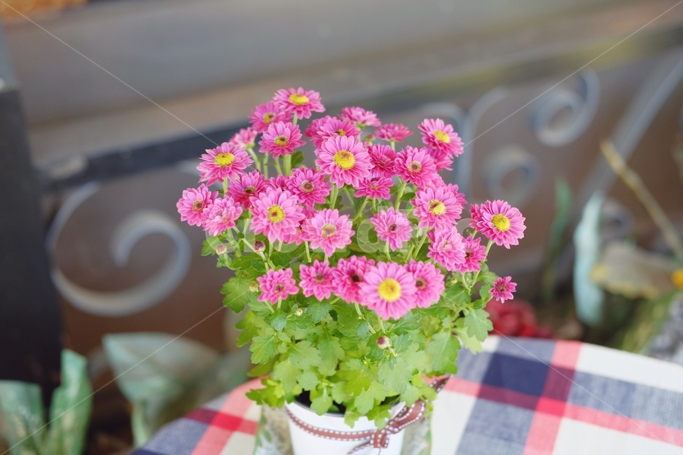 화분,작은꽃,분홍꽃,plant,식물,flowerbouquet,꽃부케,꽃꽂이,꽃,분홍색꽃,식물,자연,plants,nature,꽃,flower