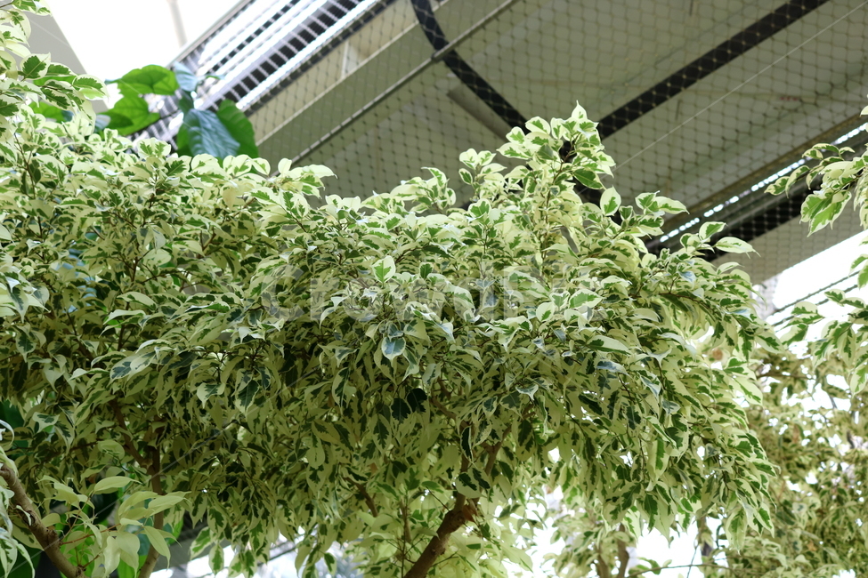 benjamin,nature,plant,Air purifying plants,tree,benjamin tree,Benjamins Rubber Tree,evergreen shrub,rubber tree,Moraceae,Botanical garden