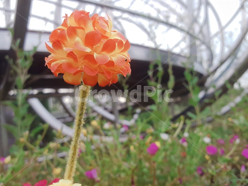 공원,꽃,풀,자연,park,flower,grass,nature