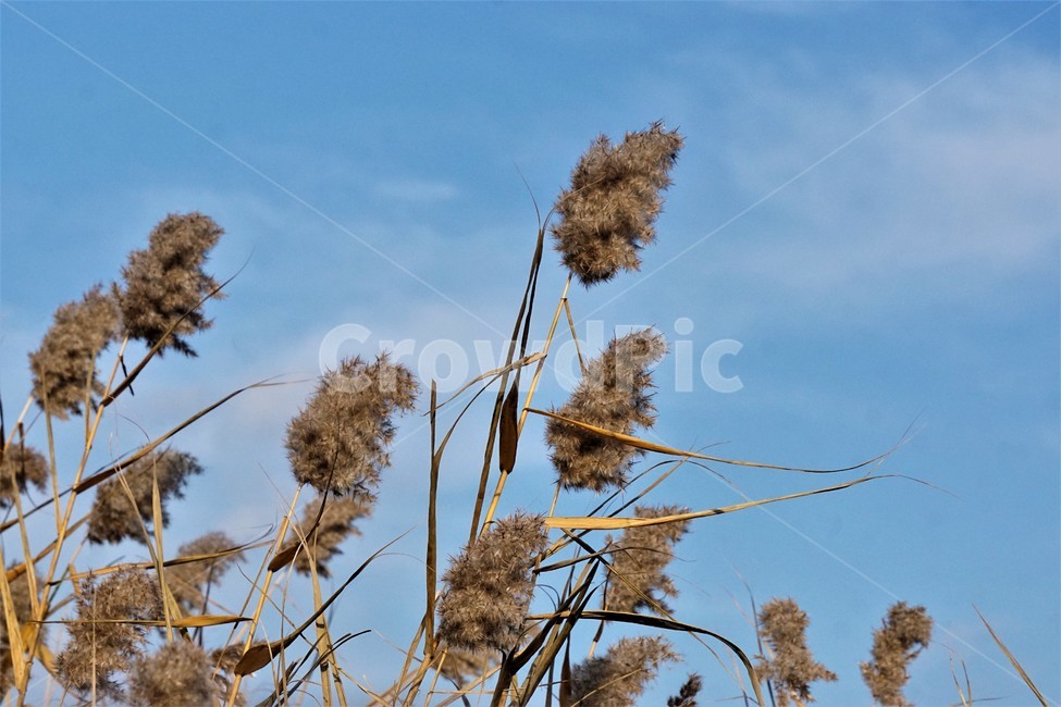 가을,갈대,풍경,자연,식물,plant,nature,autumn,sky,하늘,가을,계절,fall,autumn,season,식물,자연,plants,nature