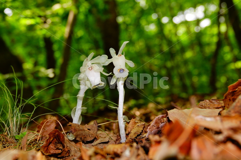 수정초,숲,나도수정초,부생식물,엽록소,식물,자연,plants,nature,꽃,flower