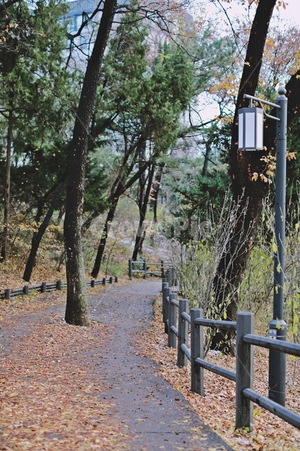 산책로,가을,낙엽,나무,공원,park,trail,fall,tree,fallenleaves,가을,계절,fall,autumn,season,자연,풍경,nature,landscape,handrail,난간,banister,railing