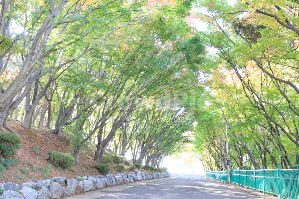 숲,공원,단풍,풍경,가을,가을,계절,fall,autumn,season,자연,풍경,nature,landscape,tree,나무,plant,식물