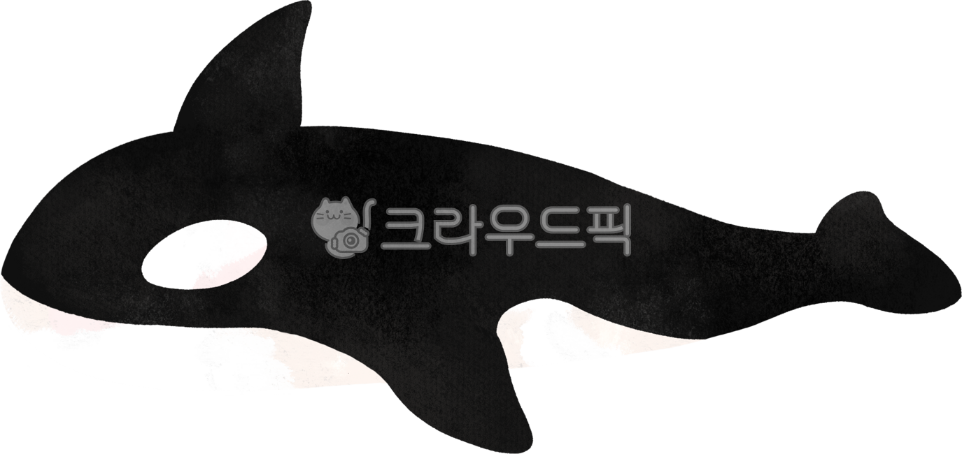 범고래,바다동물,동물,killerwhale,바다생물,고래