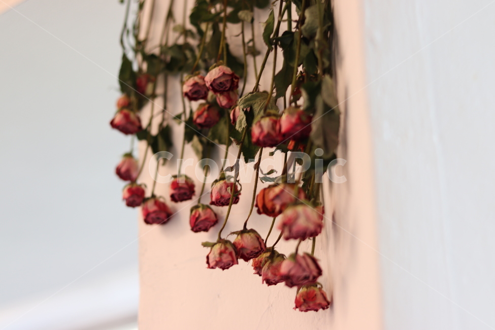 꽃,flower,plant,blossom,장미,식물
