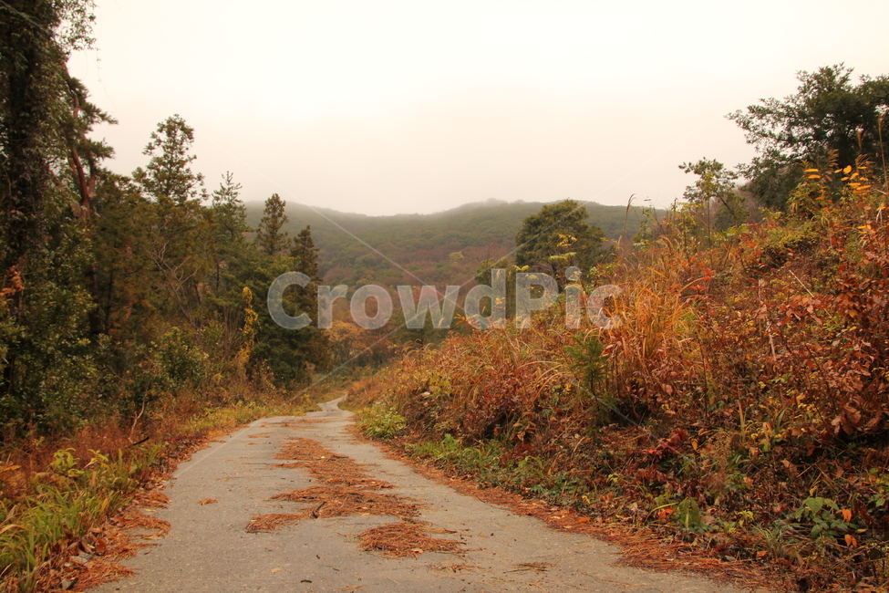 산,가을산,맑은산,낙엽,낙엽길,안개,소나무,산길,가을,계절,fall,autumn,season,자연,풍경,nature,landscape,tree,나무,plant,식물,fir,전나무