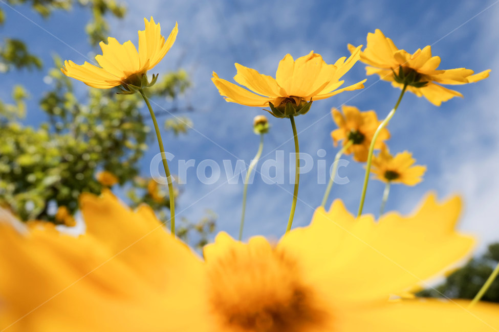 금게국,꽃,5월,봄,자연,풍경,길,season,nature,flower,sky,may,road,wildflower,closeup